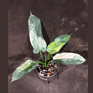 Philodendron Silver Sword Variegated Plant in a Nursery Pot | Live Indoor Plant | Super Rare Collector Plant | Exact Same Plant - Us Seller