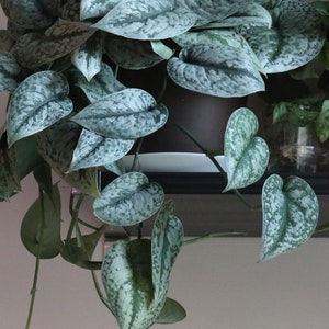 May include: Close-up of a Scindapsus pictus plant, also known as satin pothos, with large, heart-shaped leaves. The leaves are a mix of green and silver, creating a speckled pattern. The plant is in a brown pot, with other plants visible in the background.