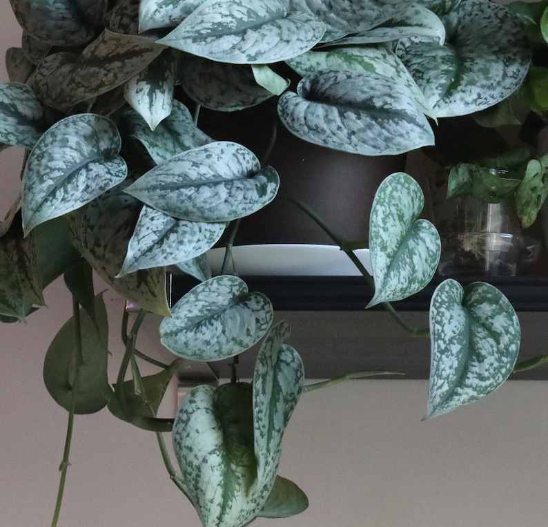 May include: Close-up of a Scindapsus pictus plant, also known as satin pothos, with large, heart-shaped leaves. The leaves are a mix of green and silver, creating a speckled pattern. The plant is in a brown pot, with other plants visible in the background.