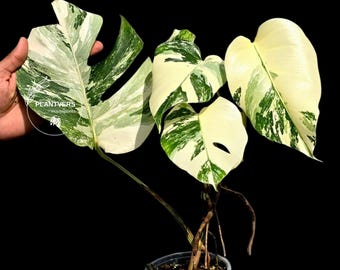 Variegated Monstera Albo - White Albo Borsigiana EXACT Plant - Rare Collector Plant - US Seller