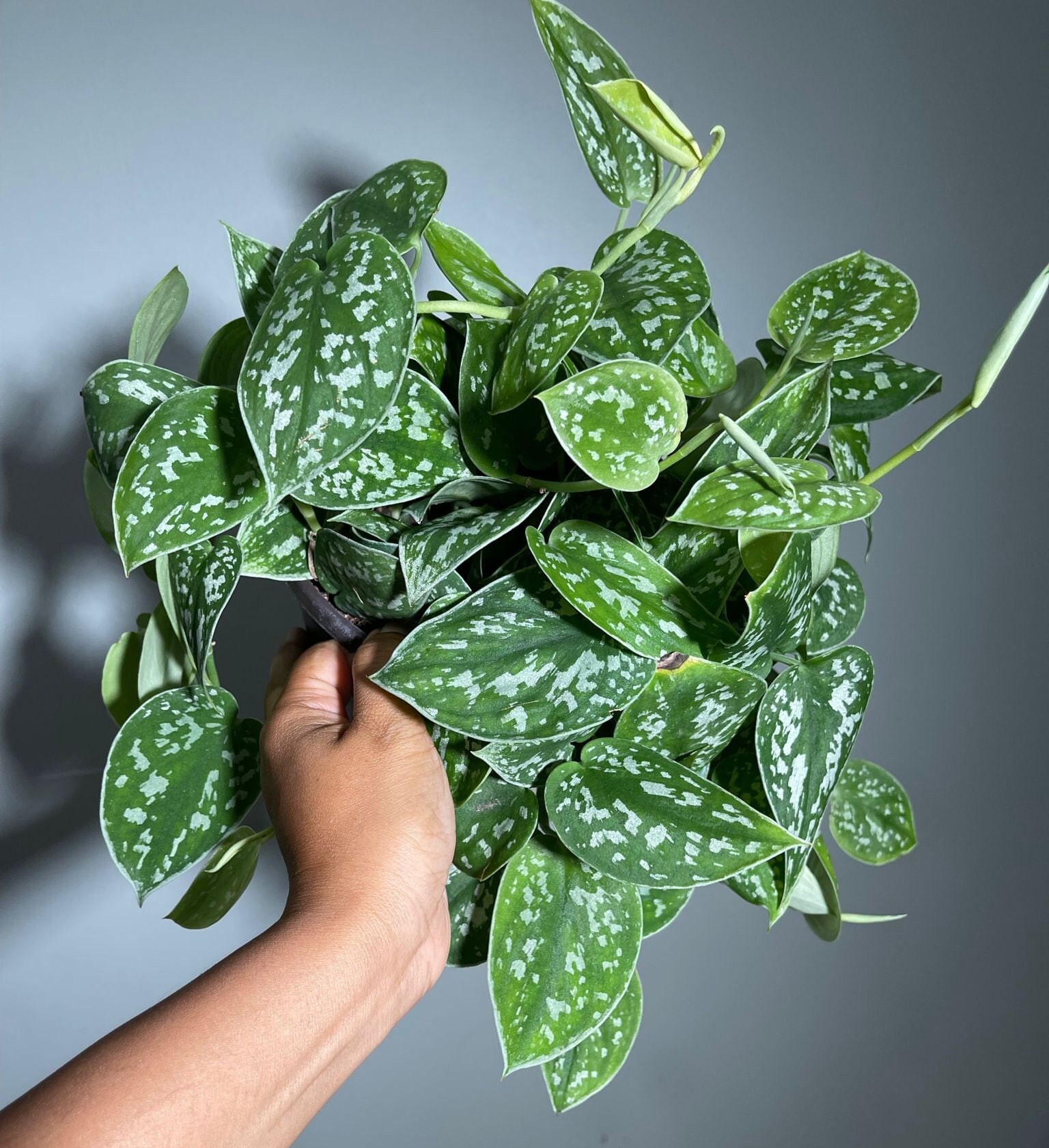Silver Satin Pothos - Scindapsus Pictus Argyraeus - Silver Pothos