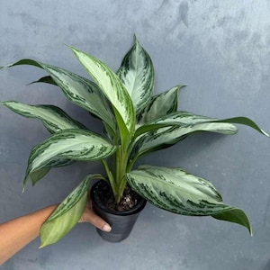 Aglaonema Silver Bay Plant Large in 4&quot; Pot - Beautiful Variegated Silver Bay Houseplants - Chinese Evergreen Live Plant - Easy Plant Gift