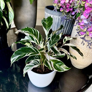 May include: A potted Calathea plant with green and white striped leaves sits in a white textured pot. The plant is on a black reflective surface, with other plants and purple flowers in the background.