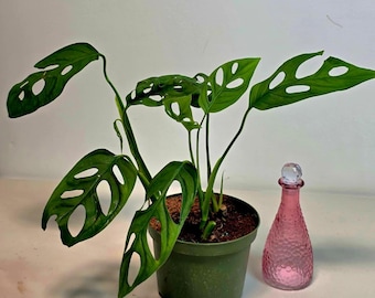 May include: A potted Monstera adansonii plant with vibrant green, hole-filled leaves. A small, pink, textured glass bottle with a clear stopper sits beside the plant. The plant is in a green plastic pot.