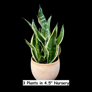 Snake Plant | Mother-In-Law's-Tongue Plant | Sansevieria Zeylanica | Sansevieria Laurentii | Plants for Pets | Air Purifier Plant