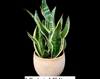 Snake Plant | Mother-In-Law's-Tongue Plant | Sansevieria Zeylanica | Sansevieria Laurentii | Plants for Pets | Air Purifier Plant