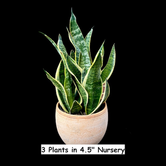 Snake Plant | Mother-In-Law's-Tongue Plant | Sansevieria Zeylanica | Sansevieria Laurentii | Plants for Pets | Air Purifier Plant