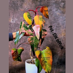 artificial philodendron plant 17in Tall Potted Philodendron