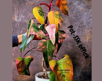 Variegated Philodendron Strawberry Shake EXACT Plant - Extremely Rare Strawberry Plant for Collectors - Bright Pink Philodendron - US Seller