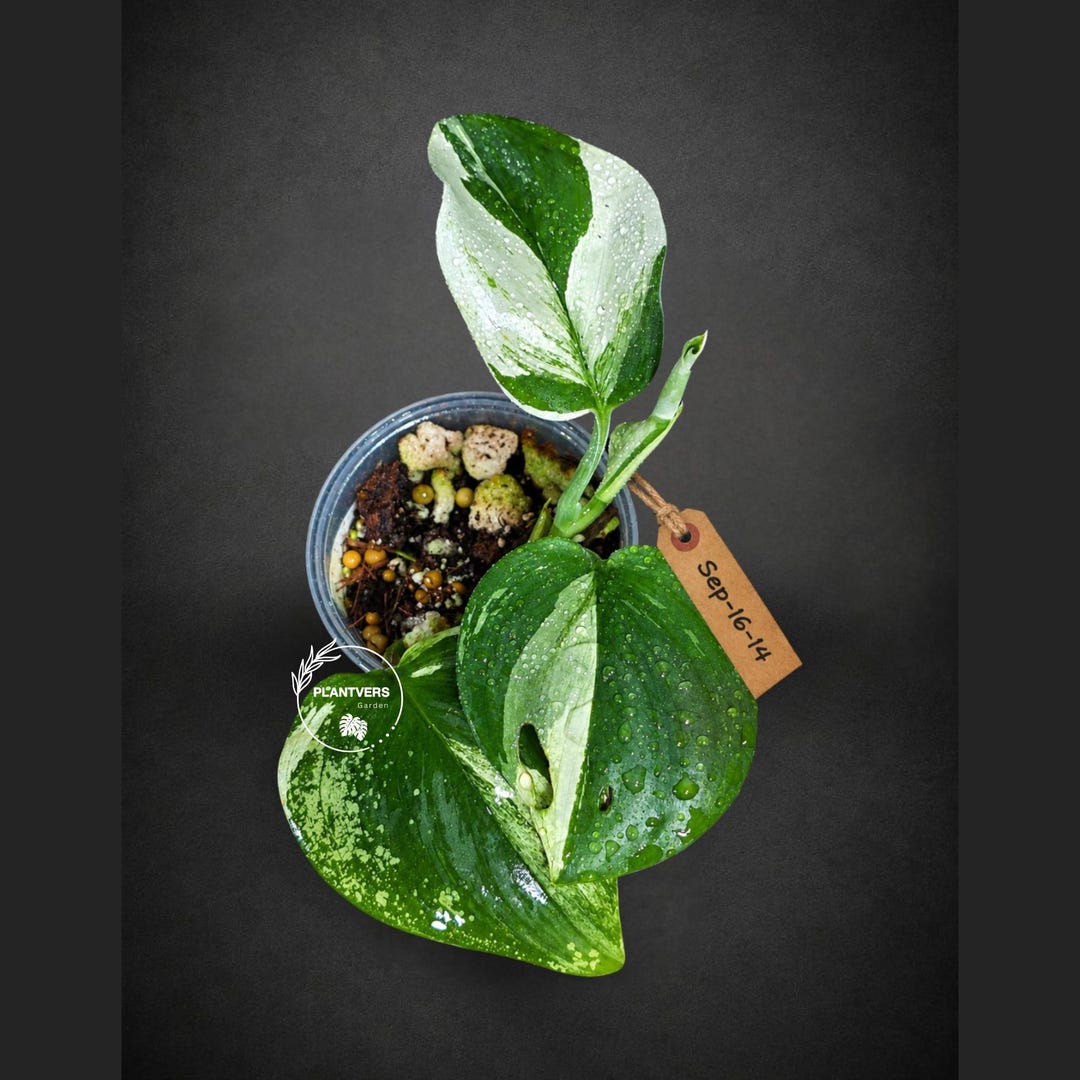 Scindapsus Variated Scindapsus Moonlight Treubii Albo Variegated - Exotic Tropical Indoor ...