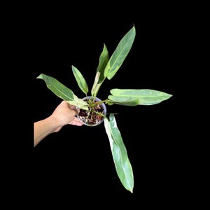 Philodendron Atabapoense Variegated Super Rare Exact Pot - Collector&#39;s Plant - Exact Same Live Plant - US Seller - Variegated Atabapoense