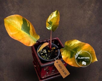 Variegated Black Cardinal Philodendron Live Plant - EXTREMELY Rare Collector Plant - Very Hard to come by - Indoor Plant - US Seller