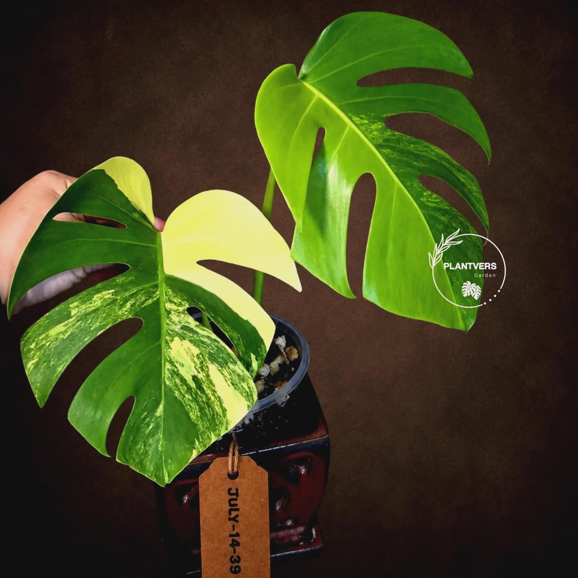 Variegated Monstera Borsigiana Aurea Live Plant - Monstera Aurea
