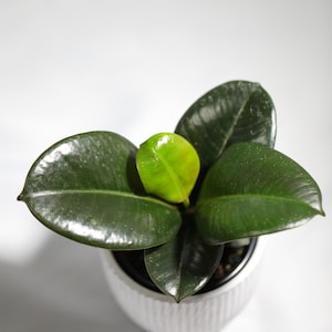 Rubber Tree - Burgundy Rubber Tree -  Ficus Elastica - Houseplant - Unique Tropical Plants - Easy Care Houseplant - Live Indoor Plant