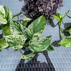 RARE Marble Pothos Cuttings Gorgeous Variegated Indoor easy care house plant, Marble Pothos, White and Green variegation propagation plant image 5