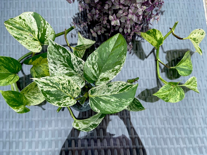 RARE Marble Pothos Cuttings Gorgeous Variegated Indoor easy care house plant, Marble Pothos, White and Green variegation propagation plant image 5