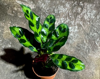 dracaena fragrans janet lind Dracaena fragrans 'Lindenii' 14" at SPROUT HOME