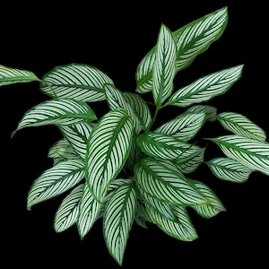 Calathea Vittata in 3” Nursery pot | White Striped Calathea | Striped Leaf Calathea | Brushstroke Calathea- US Seller