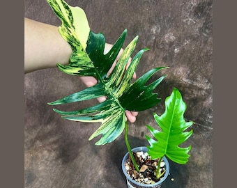 Philodendron Florida Beauty X Tortum Variegated Rooted Node
