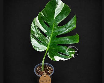 Variegated Monstera Albo - Rare White Monstera Borsigiana Single Leaf Plant - EXACT Plant - US Seller