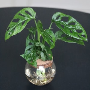 May include: A small, round glass terrarium with a cork lid, housing a vibrant green Monstera plant. The plant's leaves have distinctive holes. The terrarium sits on a dark surface, showcasing the plant's roots in the water.