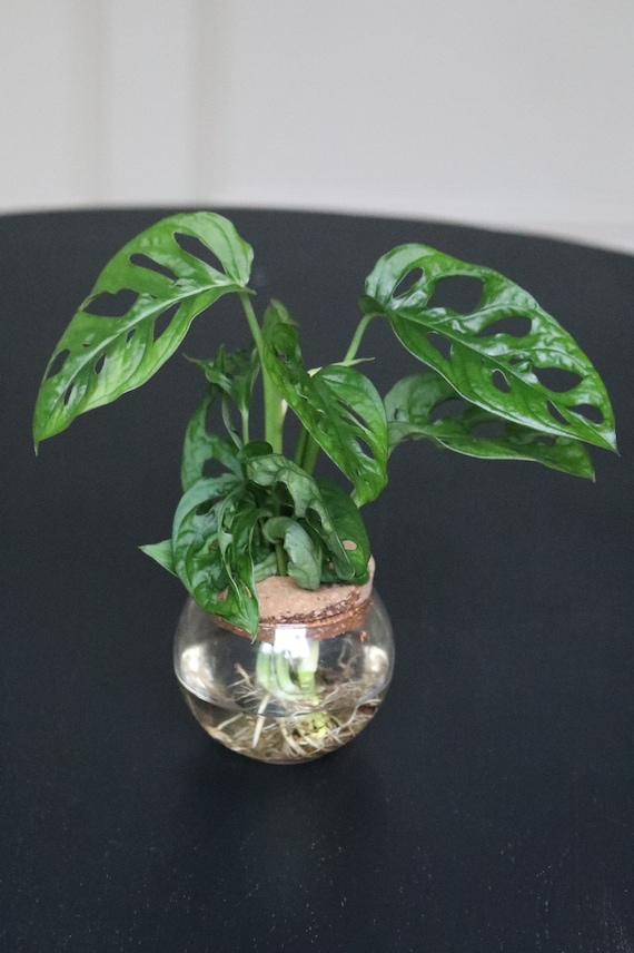 philodendron pink princess marble Philodendron Pink Princess “Marble” main image 1
