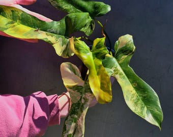 Super Rare Variegated Philodendron Florida Beauty x Billietiae - Best Gift Pant - Exact Same Plant - US Seller - Extremely Rare Live Plant