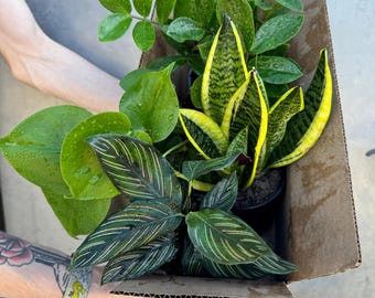 mini monsteras Mini Monstera – Greenland Garden Centre main image 1