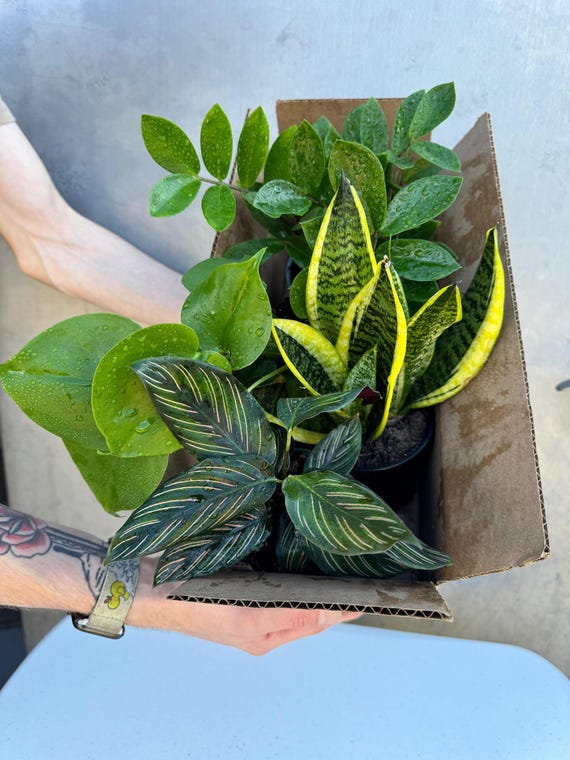 Set of 4 Live Indoor Plants in 4 Pots | Assorted Mystery Houseplant Bundle  | Easy Care Low Light Indoor Plants | Home Dcor Plant Gift Set - Etsy