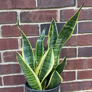 Snake Plant | Mother-In-Law&#39;s-Tongue Plant 6&quot; Pot | Sansevieria Zeylanica | Sansevieria Laurentii | Indoor Plants - Easy Care Plant