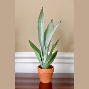 Sansevieria Masoniana in a 3&quot; Nursery Pot | Moonshine Snake Plant | Air Purifying Indoor Plant | Low Light Houseplants | Cat Safe Plant
