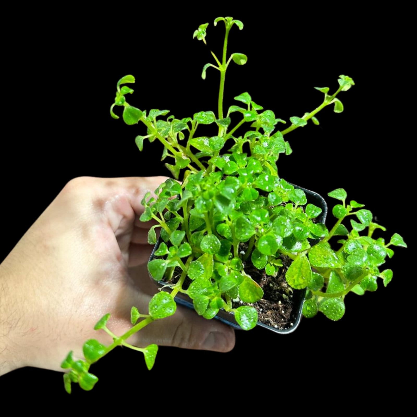 Pilea depressa Baby Tears in 2" Nursery Pot - Indoor succulent plant - Easy care houseplant- low maintenance succulent