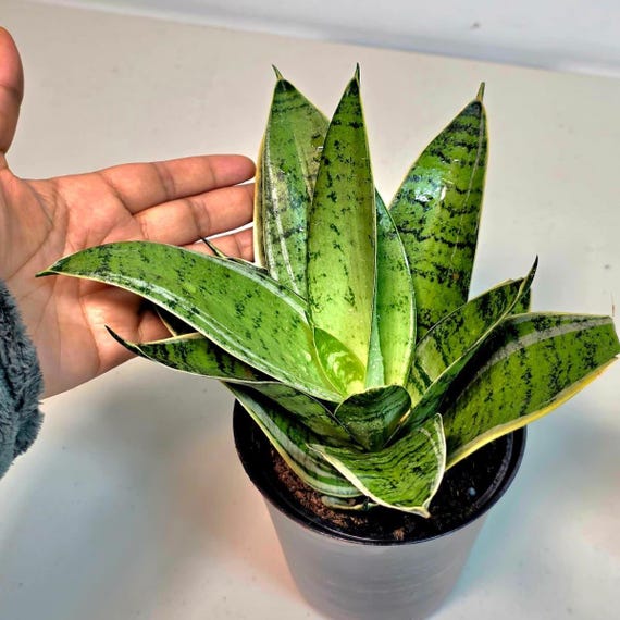 Sansevieria Hahnii Silver Star in 4" Pot - Live Snake Plant - Birds Nest  Snake Plant - Low-Maintenance Indoor Plant