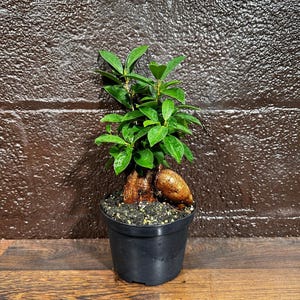 Ficus Microcarpa Ginseng in a Nursery Pot - Small Bonsai Plant - Funny New Doctor Gift-Plant Lover Gift-Plant - Mom Dad Gift-Office Gift