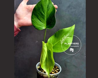 Super Rare Variegated Monstera Green on Green Plant - Variegated Monstera Top Cut Potted Plant - Collector's Indoor SAME Plant