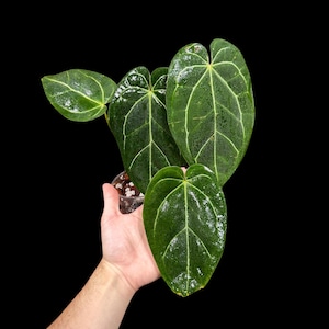 Anthurium Clarinervium Plant in a Nursery Pot - Live Anthurium Houseplant - Crystal Anthurium - Tropical Indoor House Plant - US Seller