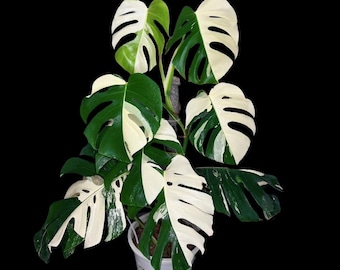 Monstera Albo - Rare Variegated Monstera Borsigiana Albo - Rare Collector Plant - White Monstera Albo - EXACT Same Plant - USA Seller