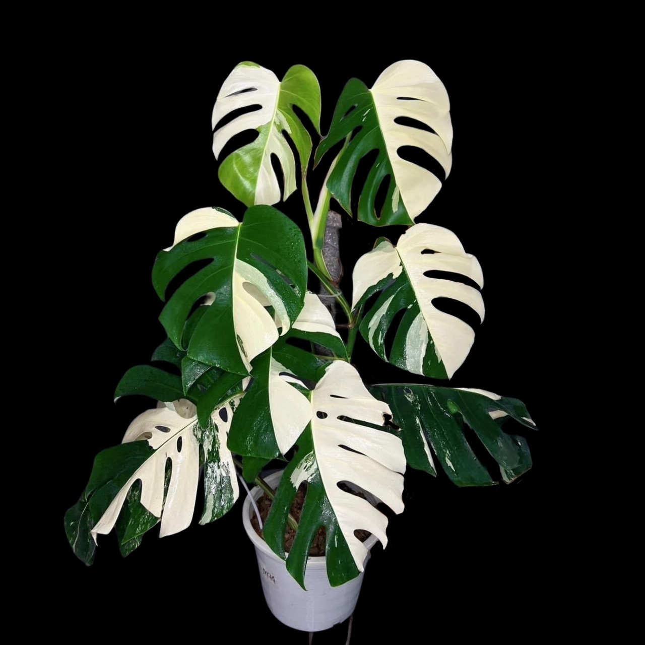 Monstera Halfmoon - Etsy