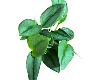 Scindapsus Treubii ‘Moonlight’ in 4" Grow Pot – Rare Silver-Green Vining Houseplant – Air Purifying Plant - Tropical Houseplant