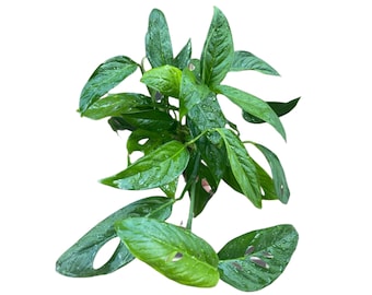 May include: A vibrant green Monstera adansonii plant with multiple leaves. Some leaves have unique, natural holes. The plant is lush and appears healthy, with visible water droplets on the leaves, suggesting recent watering.