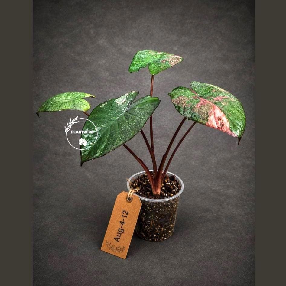 Alocasia Serendipity Variegated - Etsy
