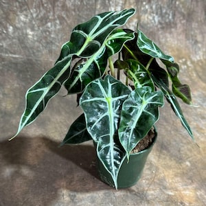 Alocasia Polly Plant in a 4" Grow Pot | Air Purifier Indoor Tropical Beauty | Live Alocasia Black Color Plant | Beginner Friendly Plant