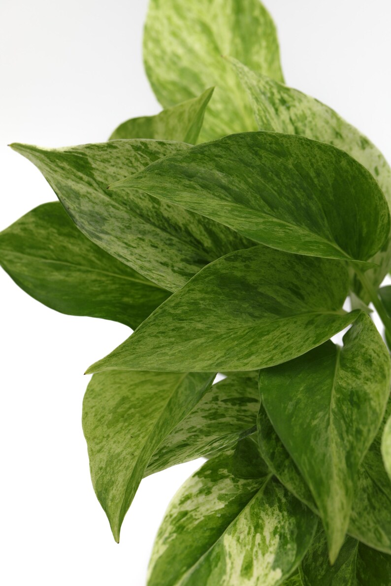 PlantVers Pothos - Thumbnail 4