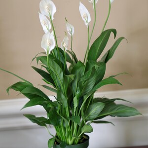 May include: A potted peace lily plant with vibrant green leaves and several white flowers. The plant is in a green plastic pot, set against a neutral background. The flowers have a distinctive shape, adding a touch of elegance.