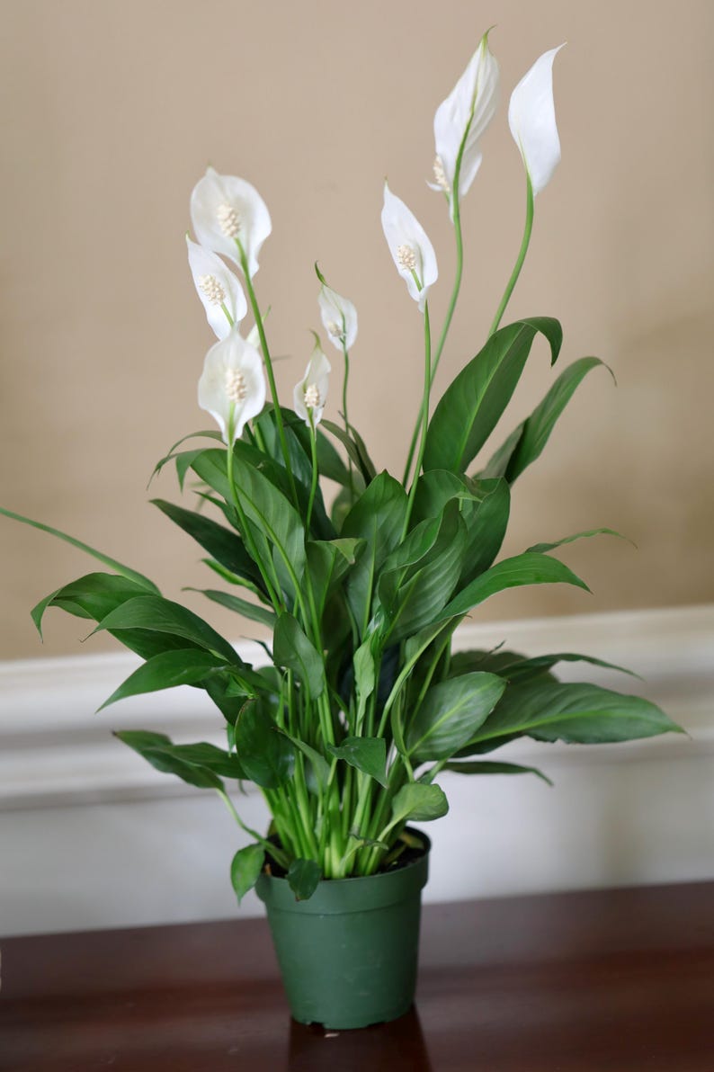 May include: A potted peace lily plant with vibrant green leaves and several white flowers. The plant is in a green plastic pot, set against a neutral background. The flowers have a distinctive shape, adding a touch of elegance.