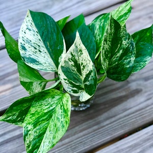 RARE Marble Pothos Cuttings Gorgeous Variegated Indoor easy care house plant, Marble Pothos, White and Green variegation propagation plant image 4