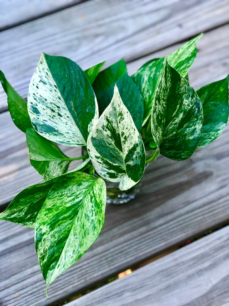 RARE Marble Pothos Cuttings Gorgeous Variegated Indoor easy care house plant, Marble Pothos, White and Green variegation propagation plant image 4