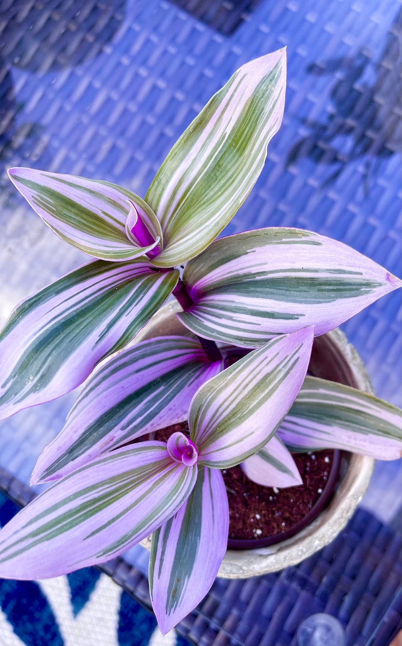 Rare Tradescantia Nanouk Lilac Plant Rare Tradescantia Pot Etsy