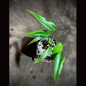 Monstera Burle Marx Flame Exact Plant - Monstera Dilacerata - Super RARE Aroid Plant - Exotic Fenestrated Aroid - US Seller