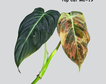 Philodendron Melanochrysum Variegated - Velvet Leaf Rare Aroid - Rare Philodendron - Lightly Rooted Cutting - SAME EXACT Cut - US Seller